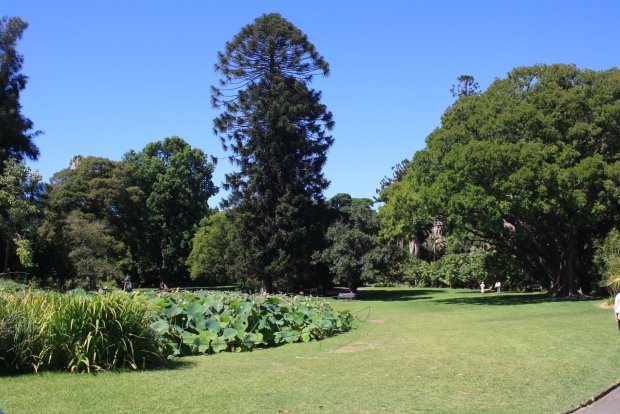 WHV2014_Adelaide_Botanic Garden (24)